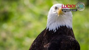 Mơ Thấy Chim Đại Bàng